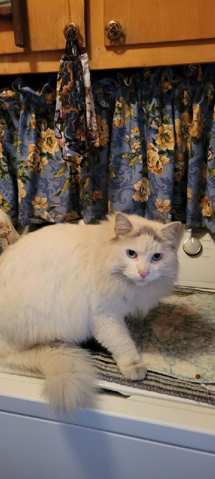 Nefertiti - Cream Maine Coon Siamese Mix