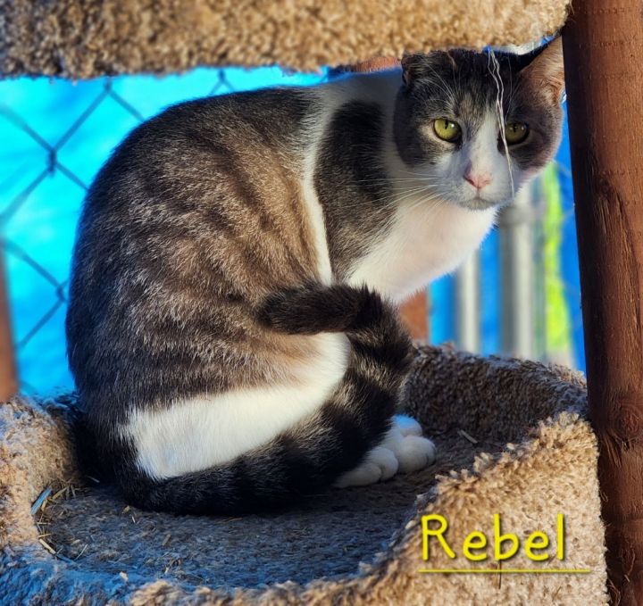 Rebel 1