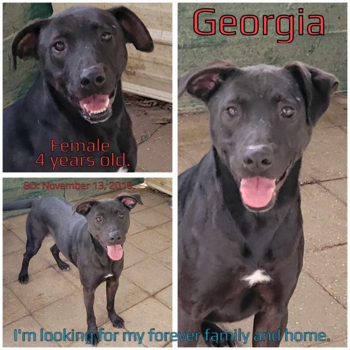 Georgia 1