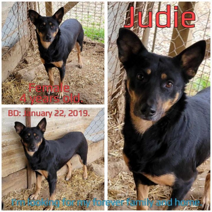 Judie 3