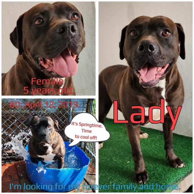 Lady