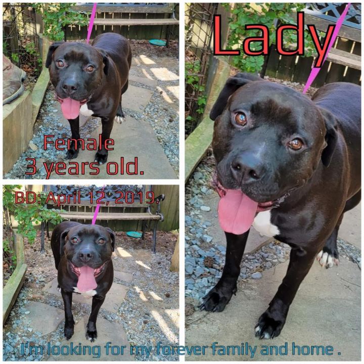 Lady 3