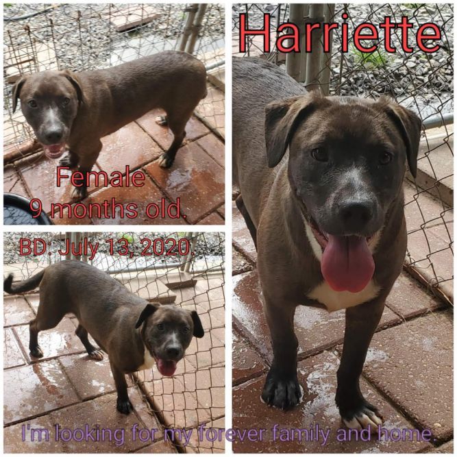 Harriette