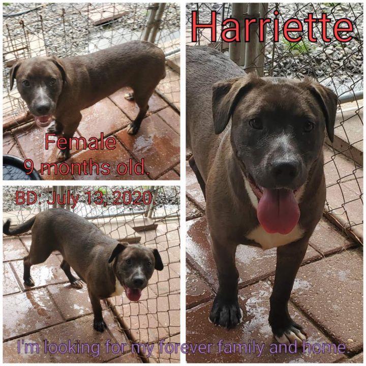 Harriette 1