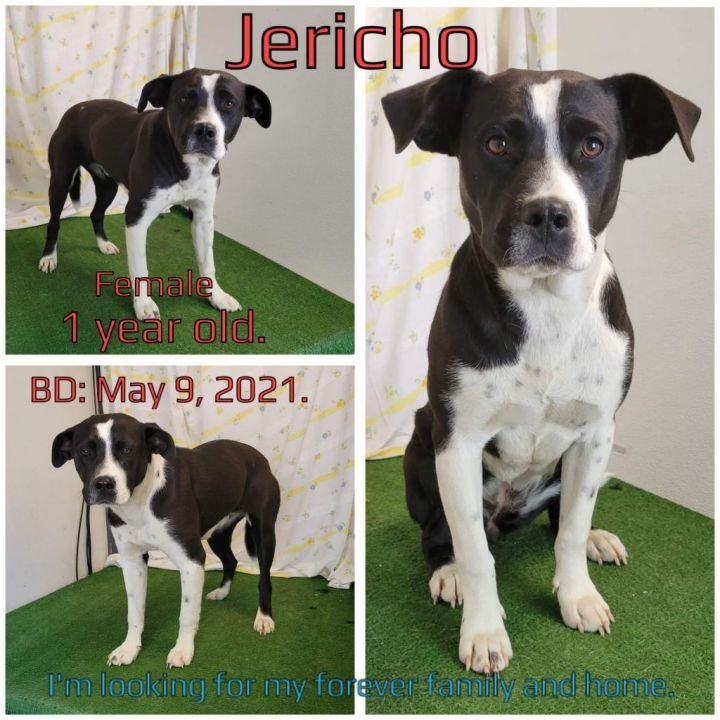 Jericho 1