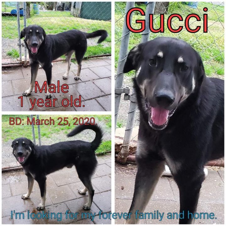 Gucci 1
