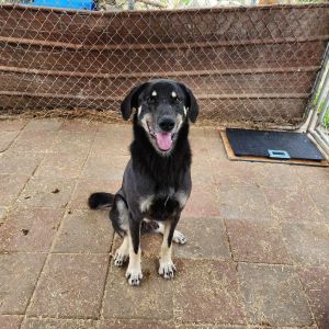 Gucci, Adult Male German Shepherd Dog