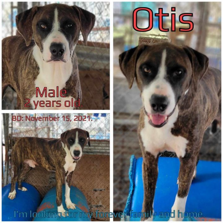 Otis 1