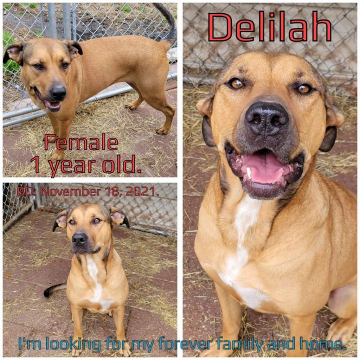 Delilah 3
