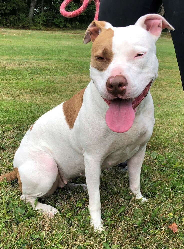 KIMBER, an adoptable American Bulldog in Thompson, PA, 18465 | Photo Image 1