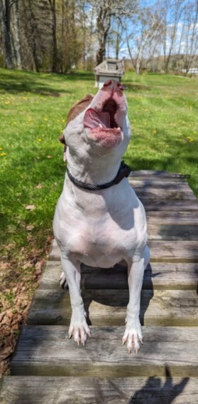 KIMBER, an adoptable American Bulldog in Thompson, PA, 18465 | Photo Image 2