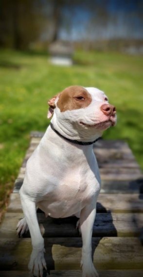 KIMBER, an adoptable American Bulldog in Thompson, PA, 18465 | Photo Image 3