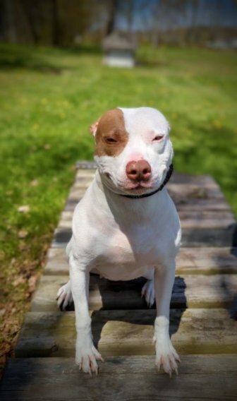 KIMBER, an adoptable American Bulldog in Thompson, PA, 18465 | Photo Image 4