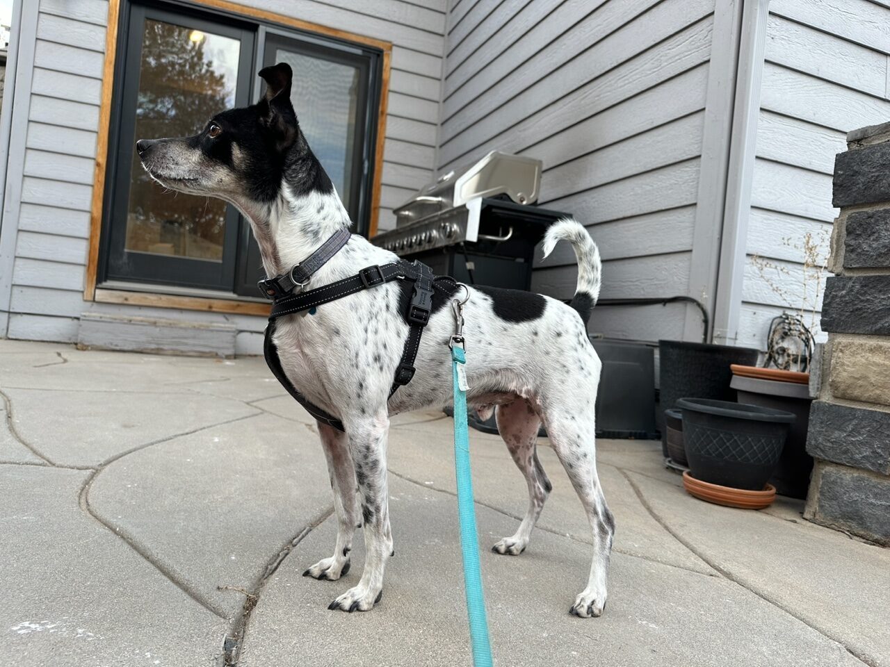 Rat terrier sale whippet mix