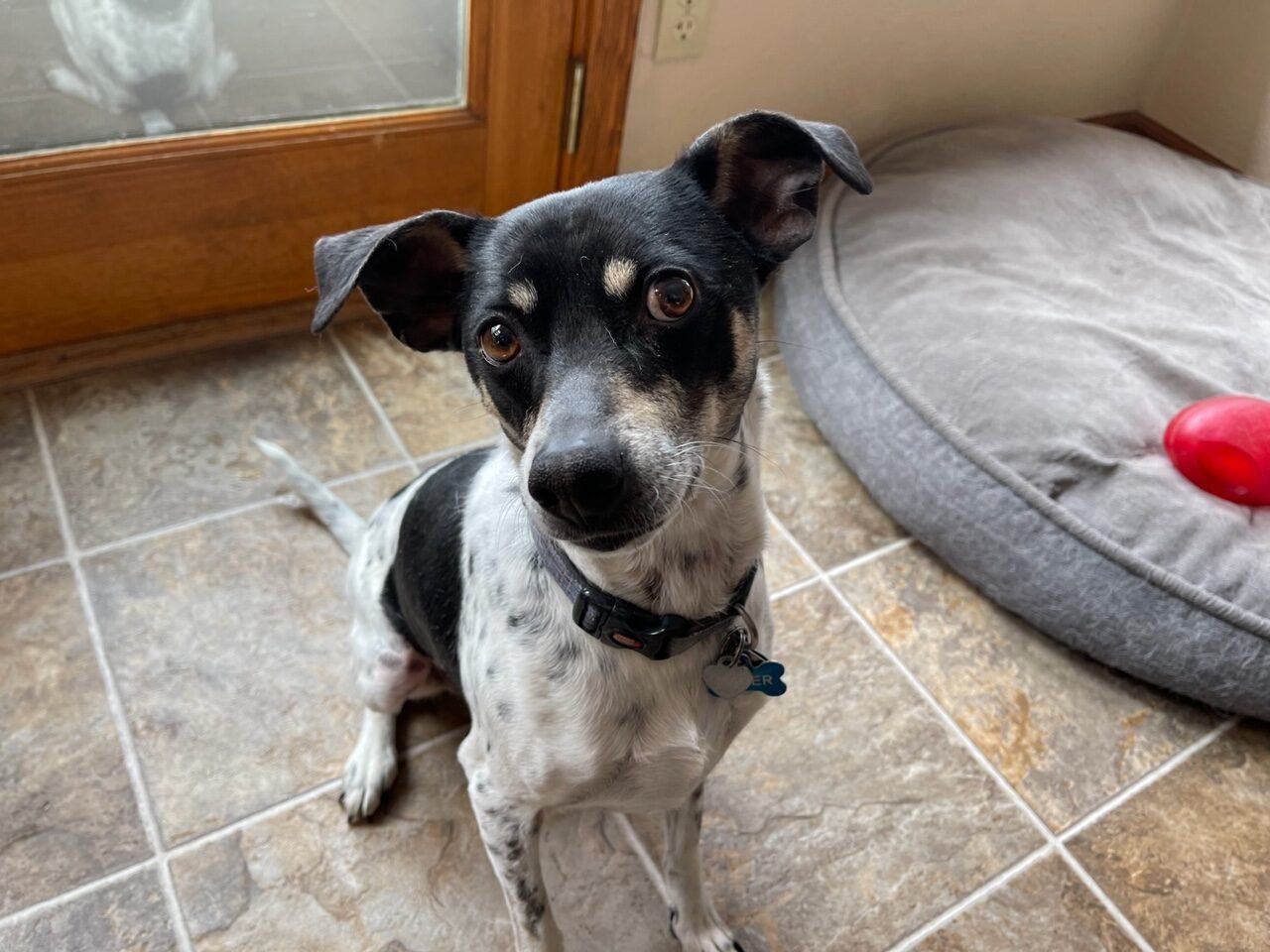 Joxer, an adoptable Whippet, Rat Terrier in Colorado Springs, CO, 80907 | Photo Image 3