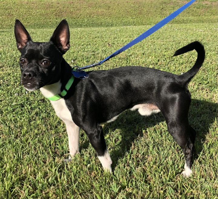 Chihuahua cross hot sale boston terrier