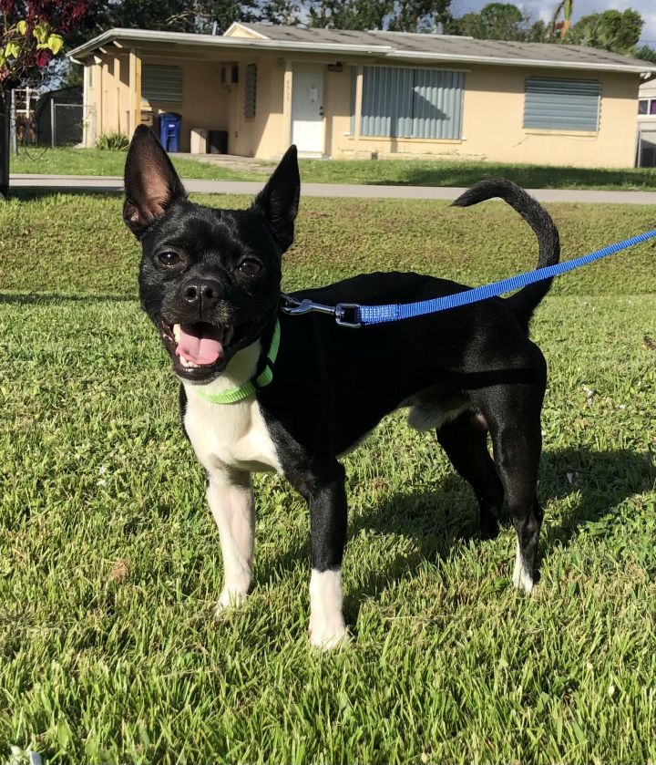 Chihuahua terrier store mix for adoption