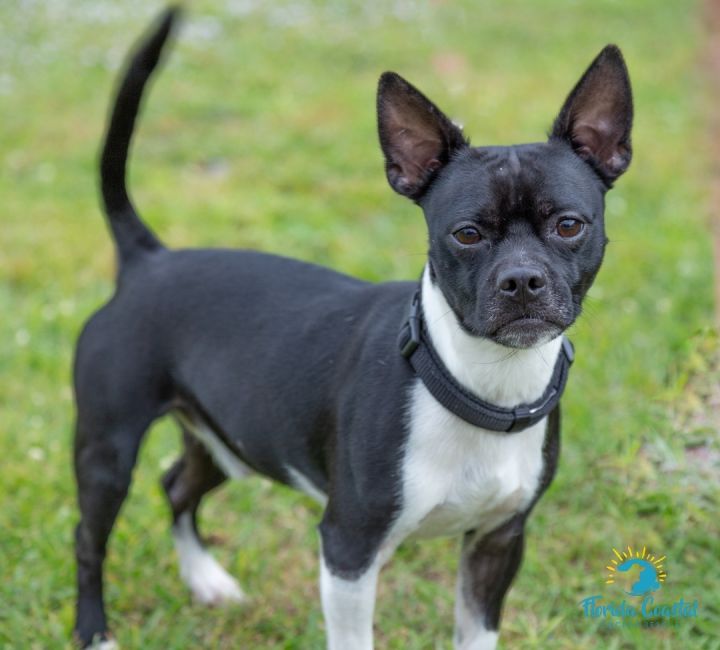 Chihuahua terrier store mix for adoption