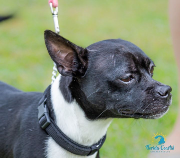 Boston terrier best sale mix for adoption