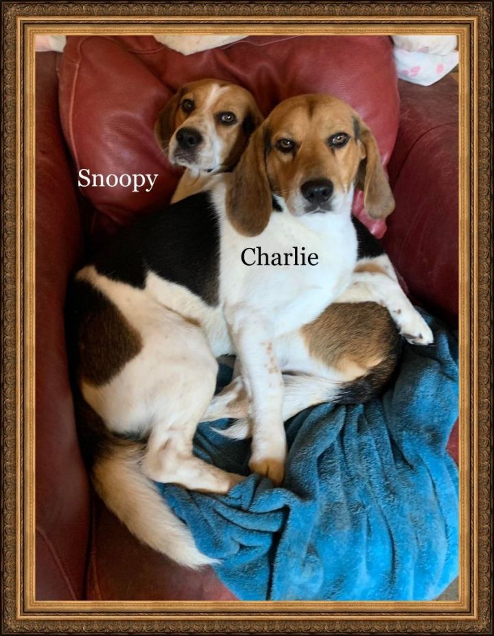 Charlie , an adoptable Beagle in Kentville, NS_image-2