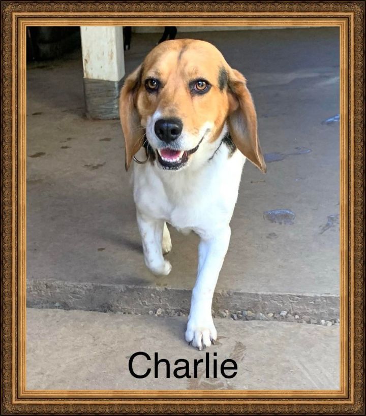 Charlie  3