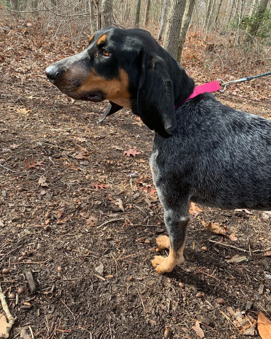 Barkis, an adoptable Bluetick Coonhound in Lexington, MA, 02420 | Photo Image 3