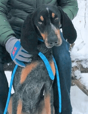 Barkis, an adoptable Bluetick Coonhound in Lexington, MA, 02420 | Photo Image 1