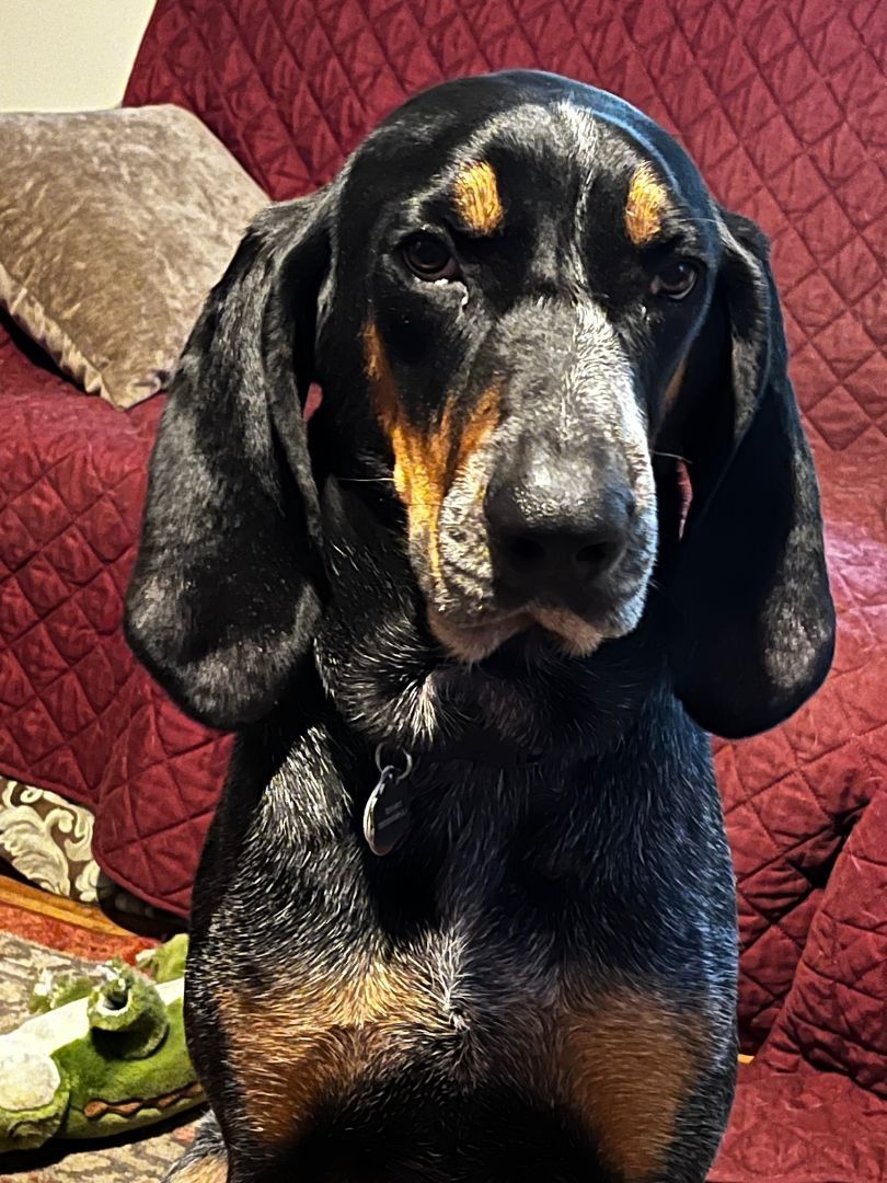 Barkis, an adoptable Bluetick Coonhound in Lexington, MA, 02420 | Photo Image 4