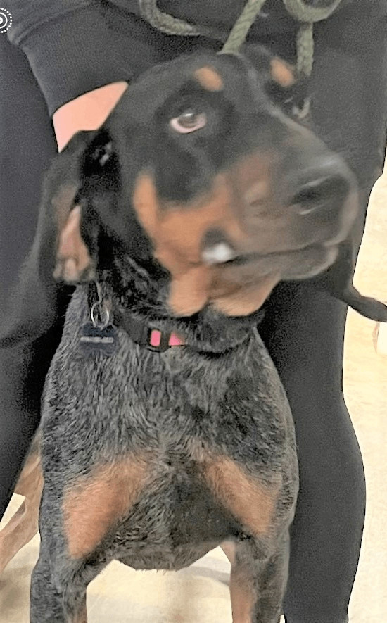 Barkis, an adoptable Bluetick Coonhound in Lexington, MA, 02420 | Photo Image 5