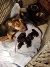 Willow(Foster to save Mom with 7 pups)