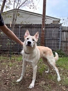 White husky best sale golden retriever mix