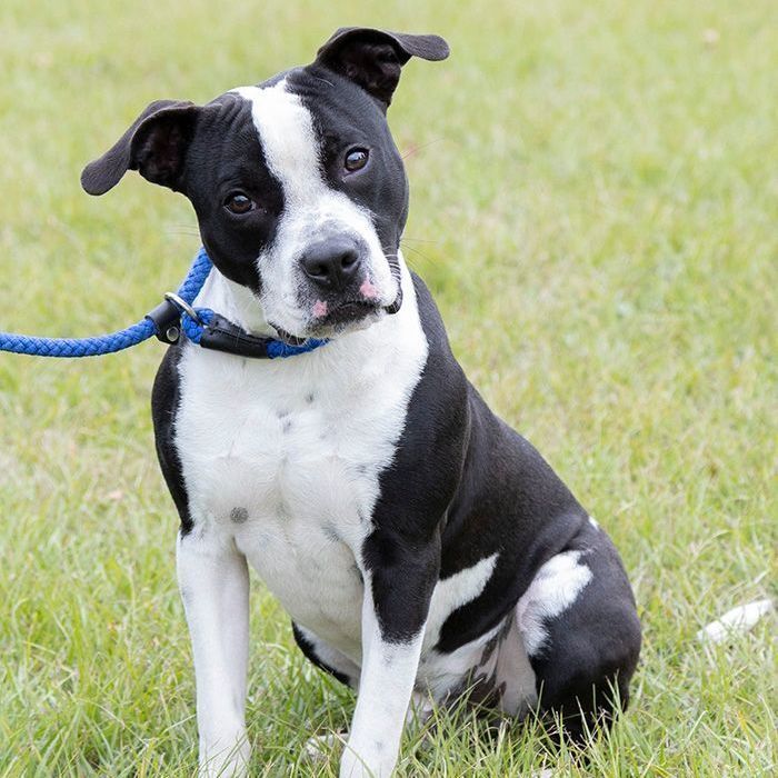 Cashew, an adoptable Pit Bull Terrier in Slidell, LA, 70458 | Photo Image 3