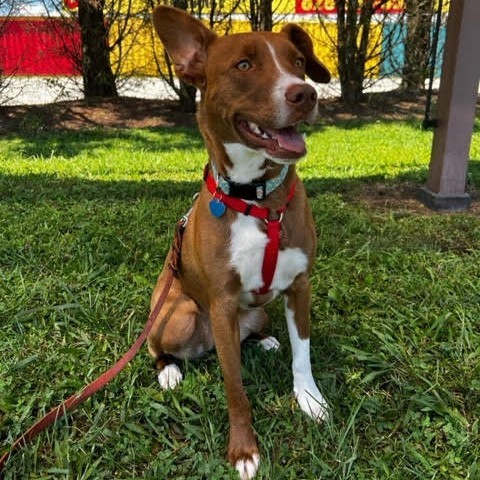 Thelma, an adoptable Mixed Breed in Fletcher, NC, 28732 | Photo Image 1