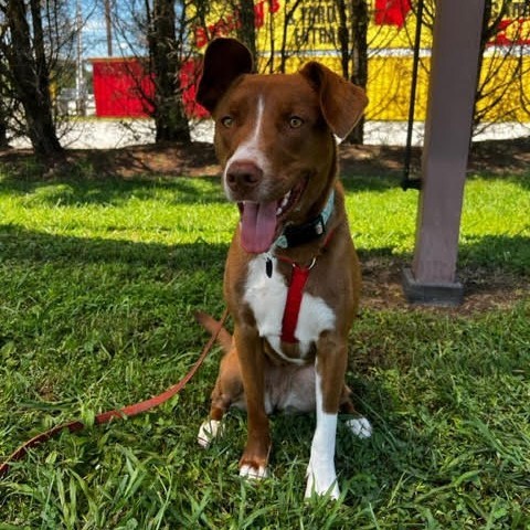 Thelma, an adoptable Mixed Breed in Fletcher, NC, 28732 | Photo Image 2