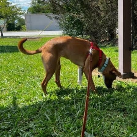 Thelma, an adoptable Mixed Breed in Fletcher, NC, 28732 | Photo Image 3