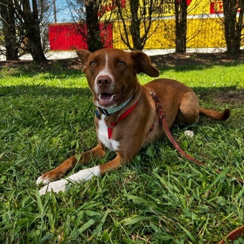 Thelma, an adoptable Mixed Breed in Fletcher, NC, 28732 | Photo Image 4