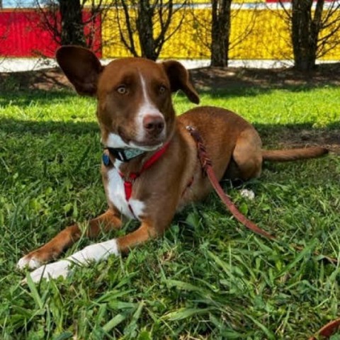 Thelma, an adoptable Mixed Breed in Fletcher, NC, 28732 | Photo Image 5