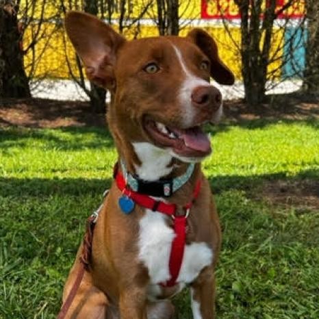 Thelma, an adoptable Mixed Breed in Fletcher, NC, 28732 | Photo Image 6