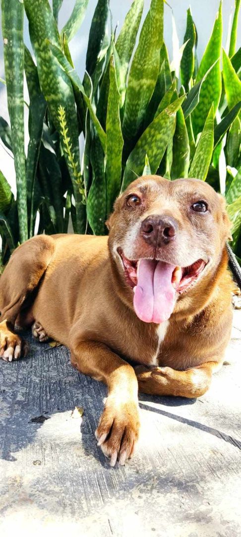 Brownie, an adoptable Pit Bull Terrier in Pointe-Claire, QC, H9S 5V1 | Photo Image 1