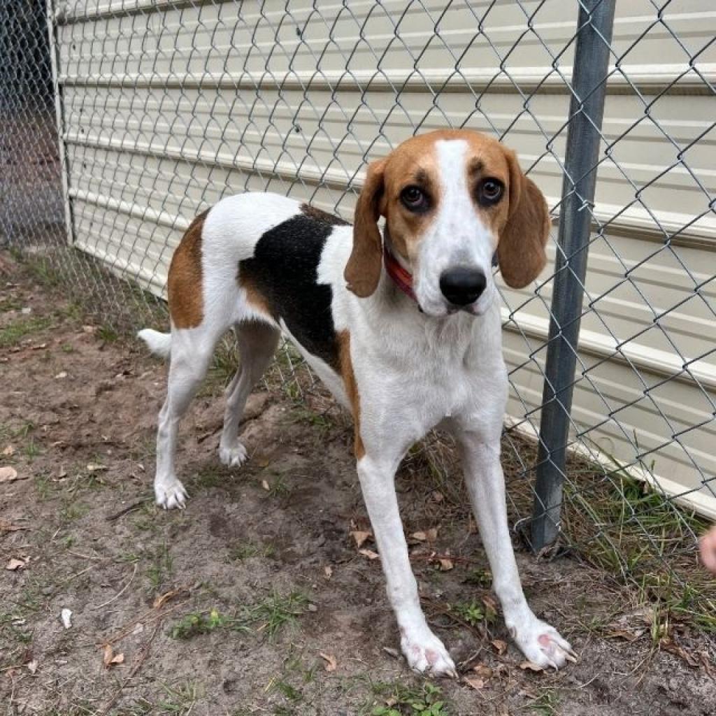 Elli, an adoptable Treeing Walker Coonhound in Hinesville, GA, 31313 | Photo Image 1