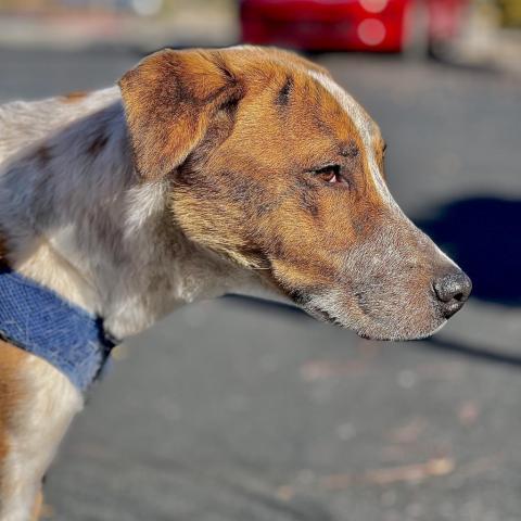 Souffl Page, an adoptable Mixed Breed in Las Vegas, NV, 89145 | Photo Image 1