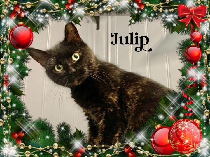 Julip, an adoptable Tortoiseshell in Webster, NY_image-2
