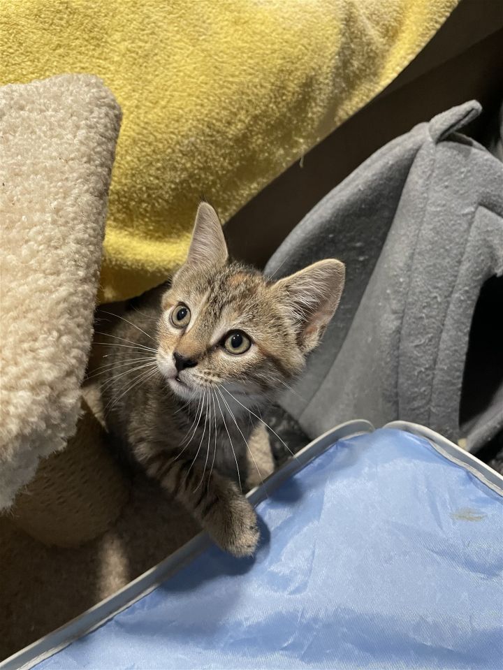 Fernn (FeLV+) 2
