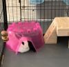 Dipper & Hippity photo 2