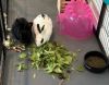 Dipper & Hippity photo 4