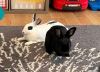 Dipper & Hippity photo 1