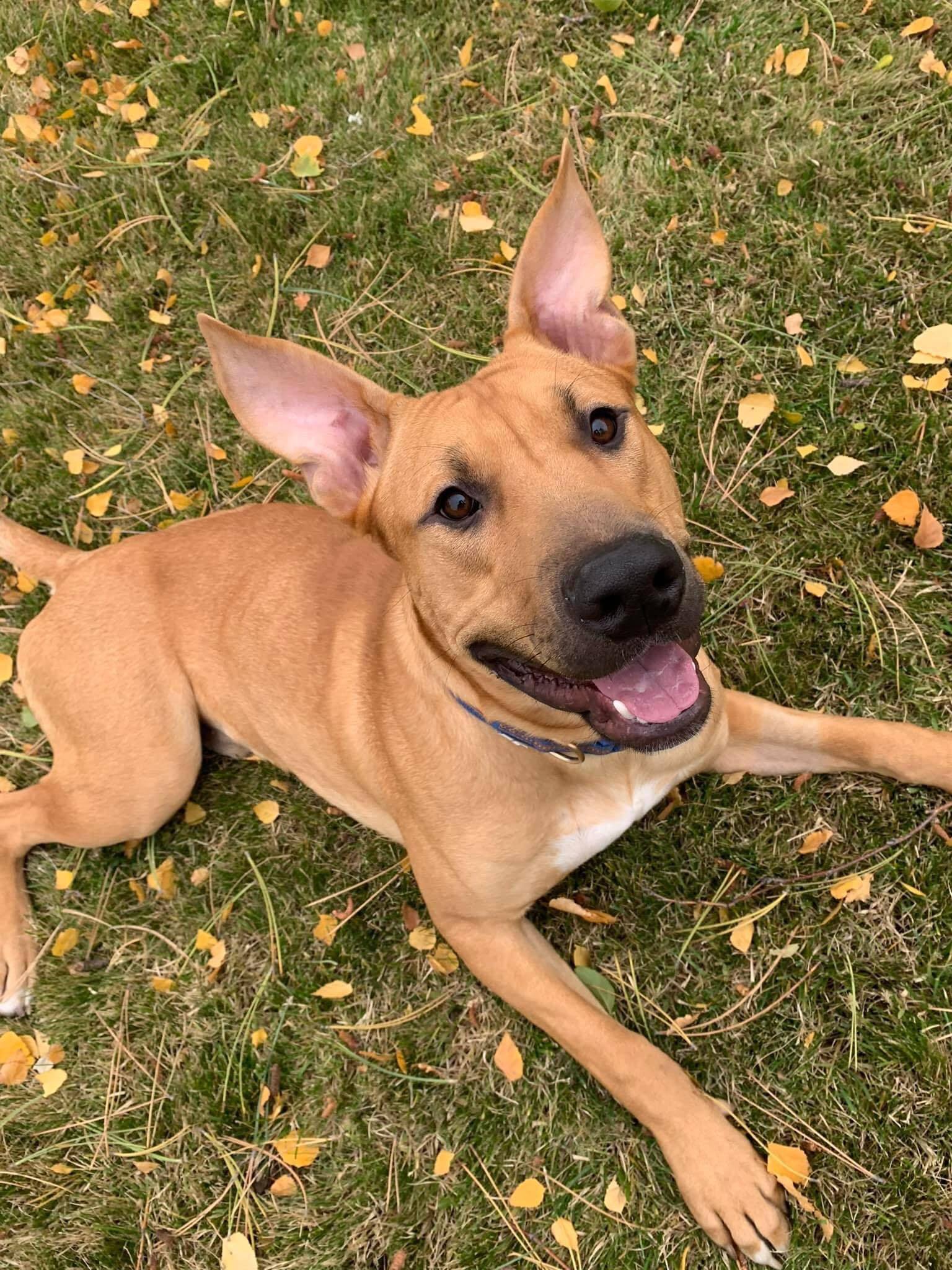 Bart - Foster or Adoptive Home Needed, an adoptable Black Mouth Cur in West Richland, WA, 99353 | Photo Image 1