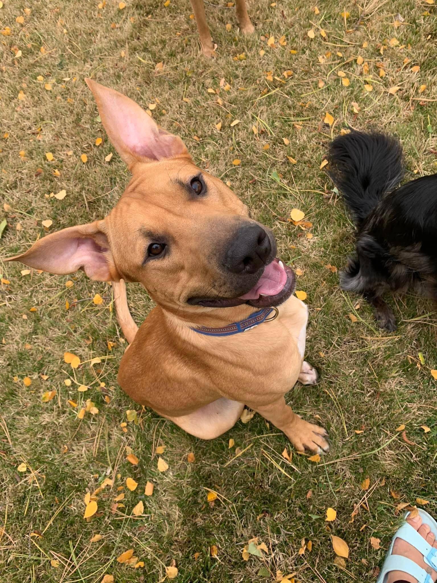 Bart - Foster or Adoptive Home Needed, an adoptable Black Mouth Cur in West Richland, WA, 99353 | Photo Image 2