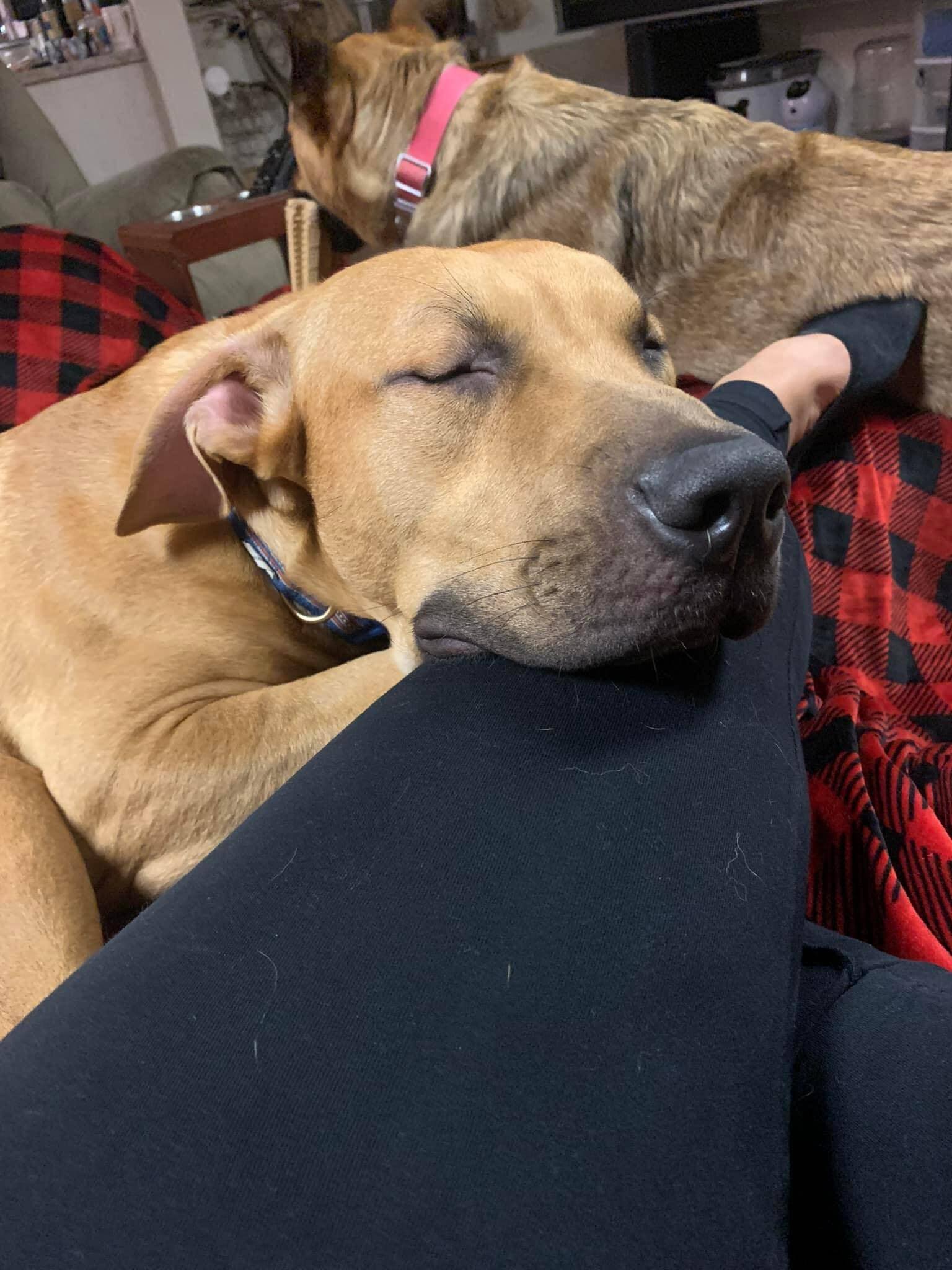 Bart - Foster or Adoptive Home Needed, an adoptable Black Mouth Cur in West Richland, WA, 99353 | Photo Image 3