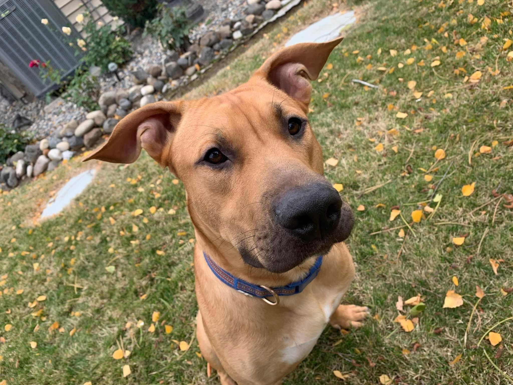 Bart - Foster or Adoptive Home Needed, an adoptable Black Mouth Cur in West Richland, WA, 99353 | Photo Image 4